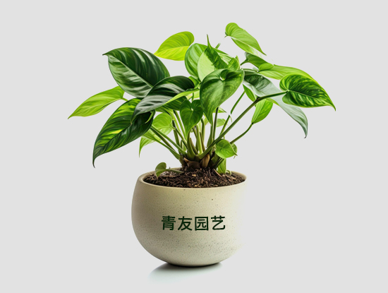 適合長期放在室內的植物有哪些？推薦10種適合室內的植物