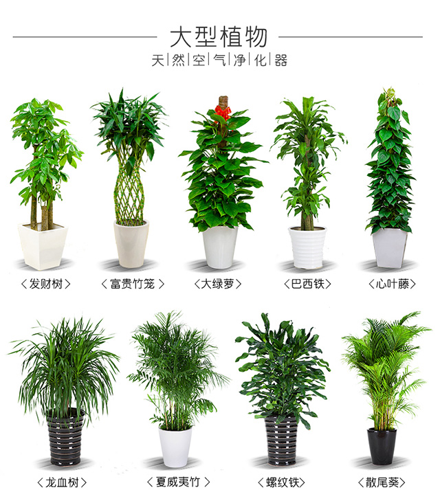 花卉綠植租賃養(yǎng)護(hù)怎么收費(fèi)