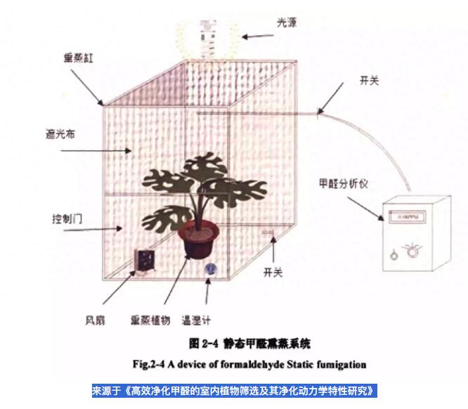 公司用綠蘿除甲醛，到底靠不靠譜？