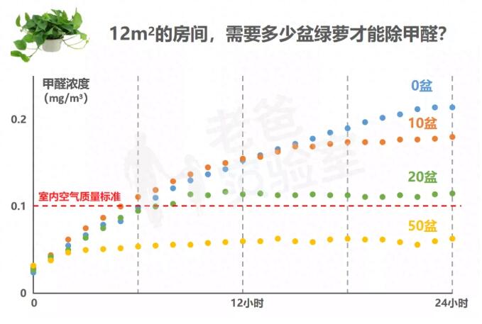 公司用綠蘿除甲醛，到底靠不靠譜？