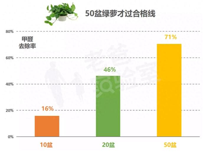 公司用綠蘿除甲醛，到底靠不靠譜？