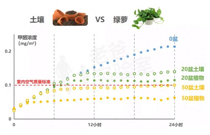 公司用綠蘿除甲醛，到底靠不靠譜？