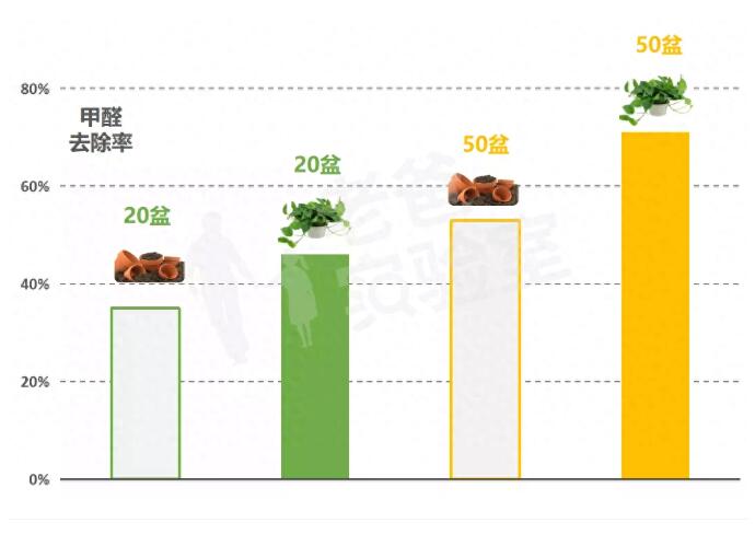 公司用綠蘿除甲醛，到底靠不靠譜？